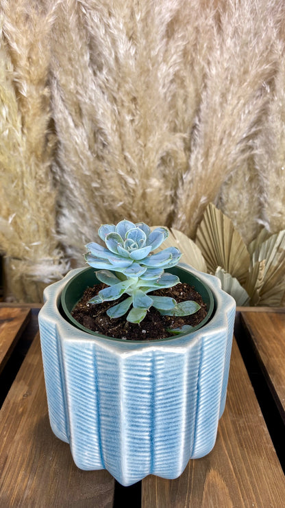 Echeveria Lilacina