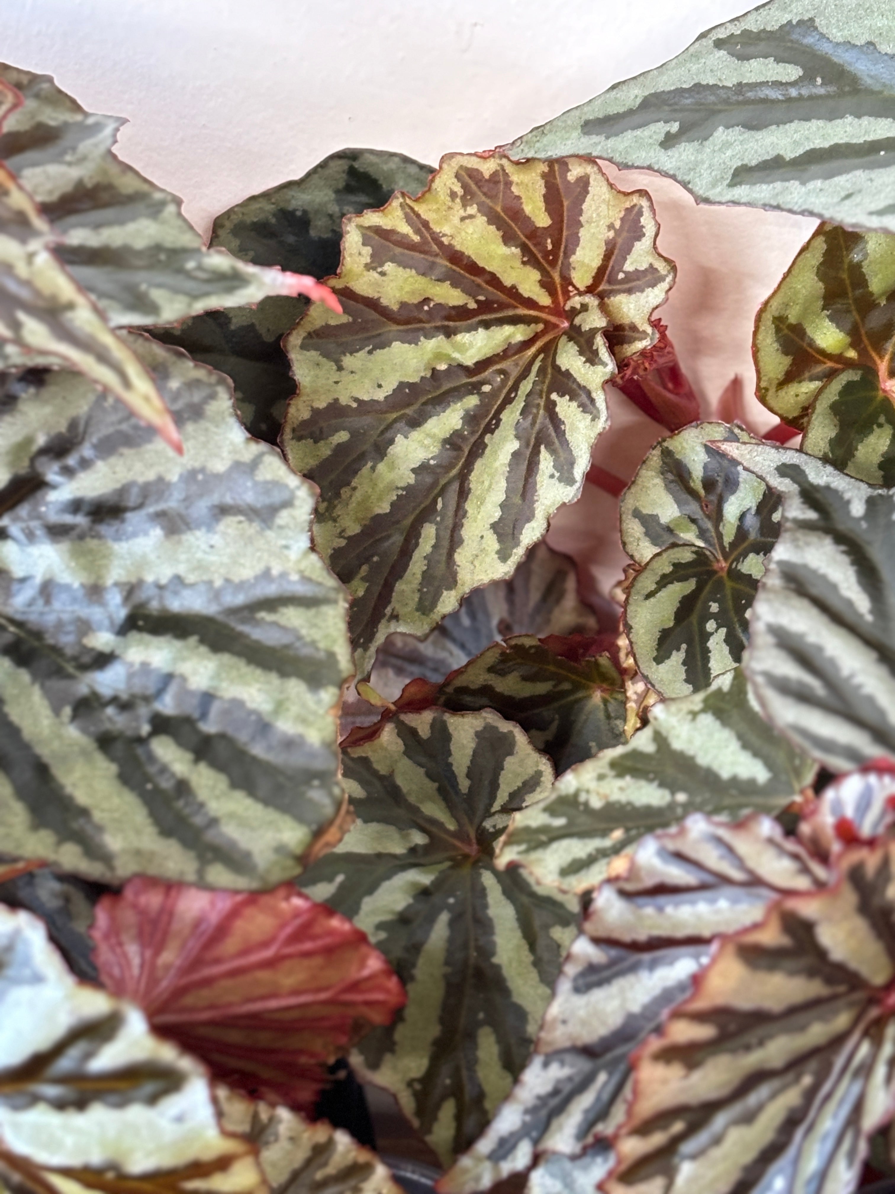 Weekly Feature- Begonia Jaya