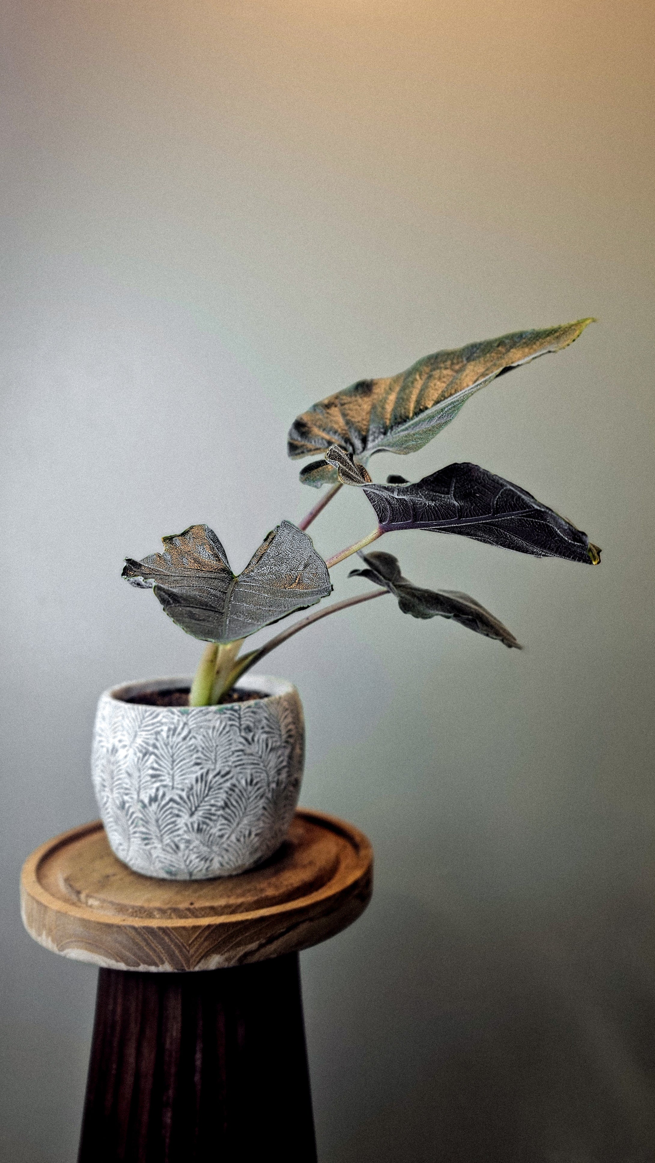 Alocasia Antoro Velvet