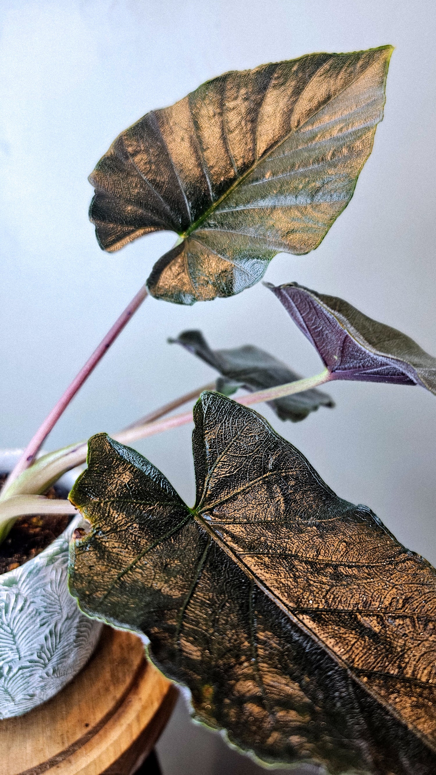 Alocasia Antoro Velvet