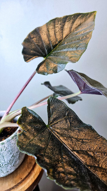 Alocasia Antoro Velvet