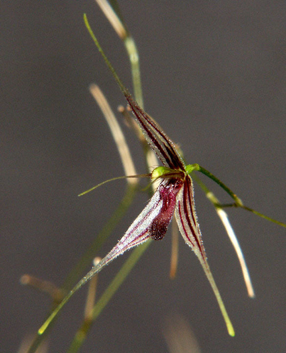 Andreettaean macroblepharis