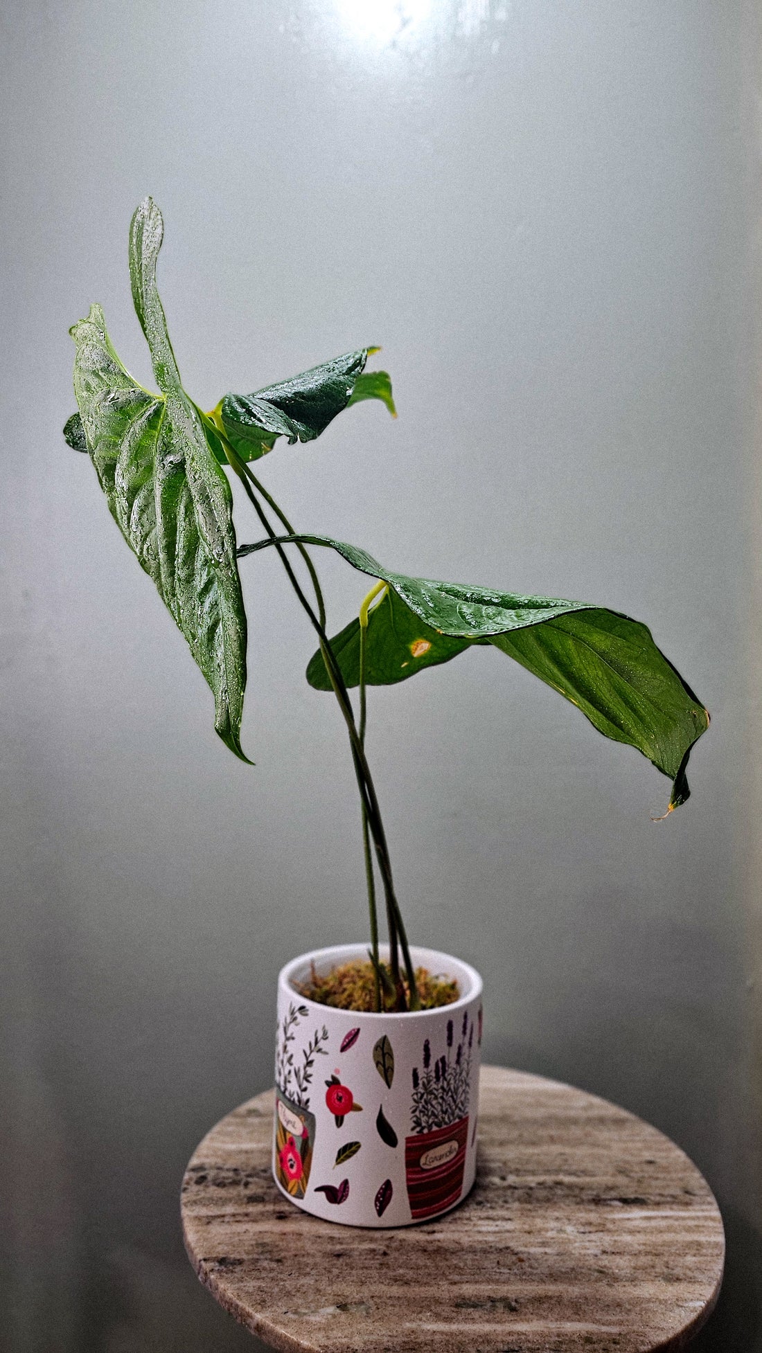 Anthurium Giganteum Verde (WA46)