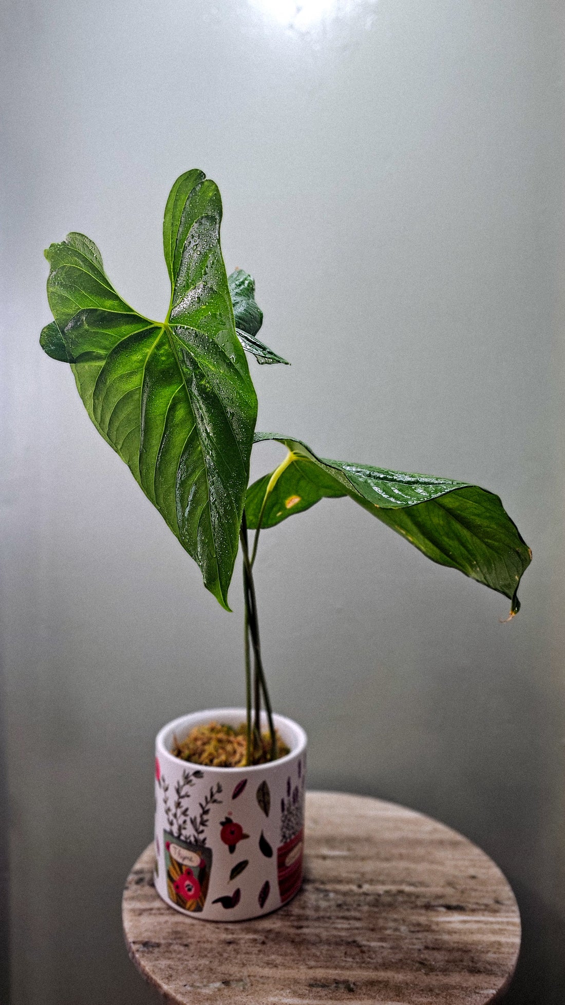 Anthurium Giganteum Verde (WA46)