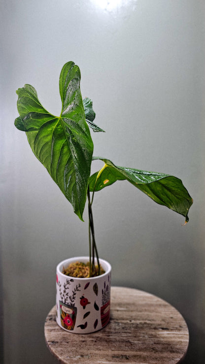 Anthurium Giganteum Verde (WA46)