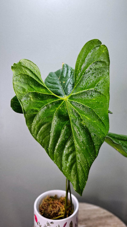Anthurium Giganteum Verde (WA46)