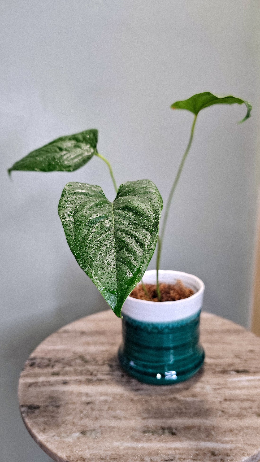 Anthurium Pedatum (WA42)