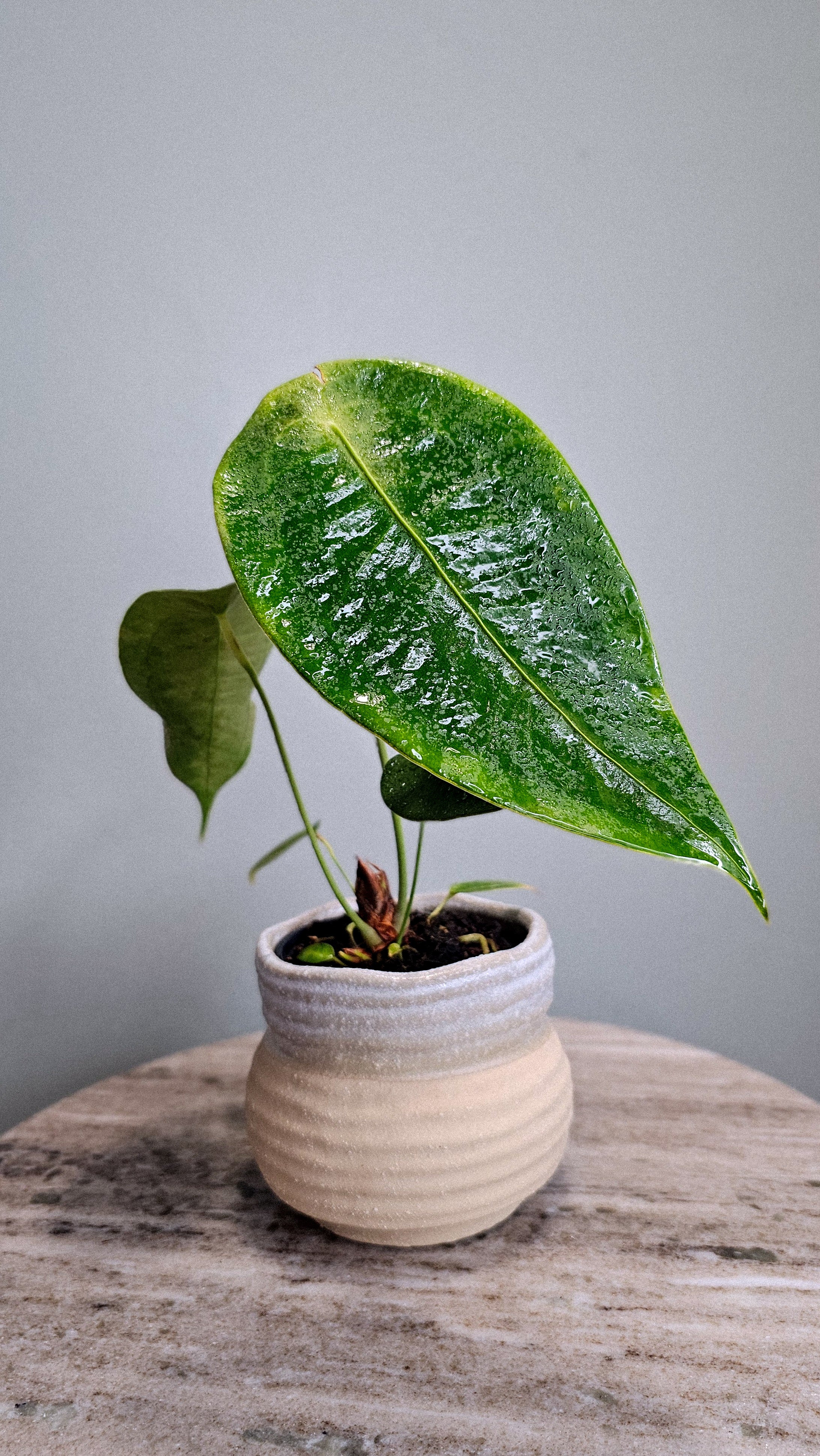 Peltigerum - S Y036「M」Anthurium peltigerum (台湾)【8/2輸入