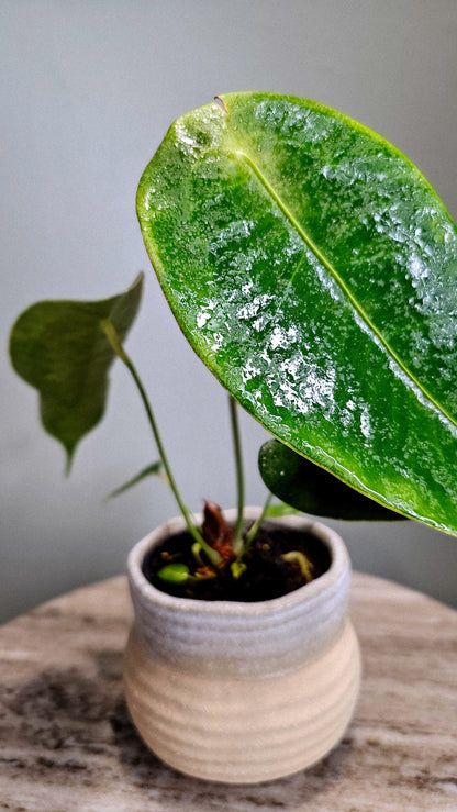 Anthurium Peltigerum