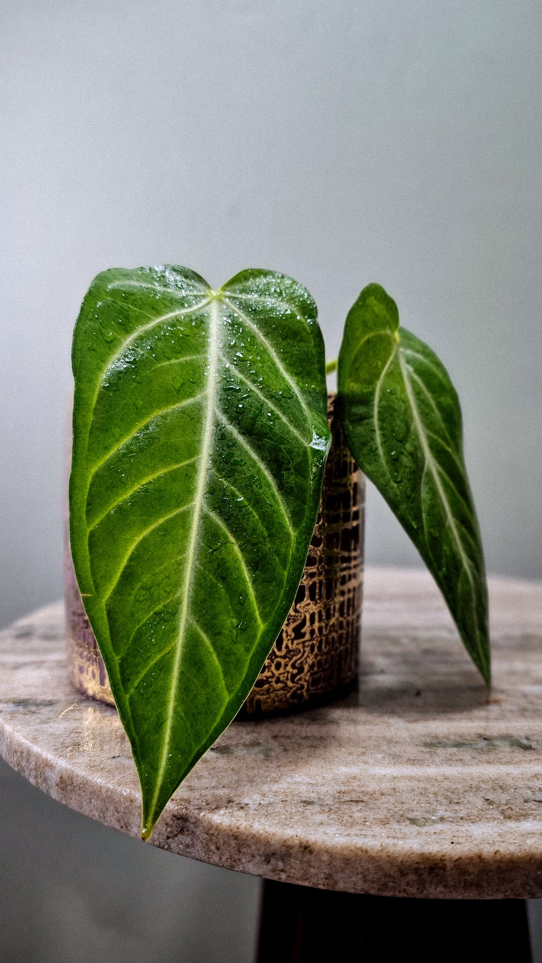 Anthurium Villenaorum medium