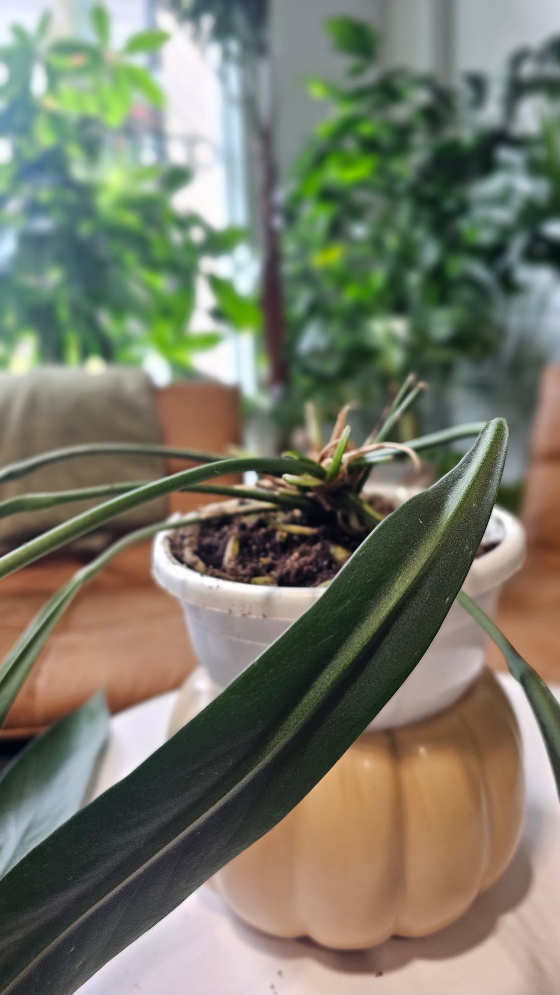 Anthurium Vittarifolium 6&quot;HB