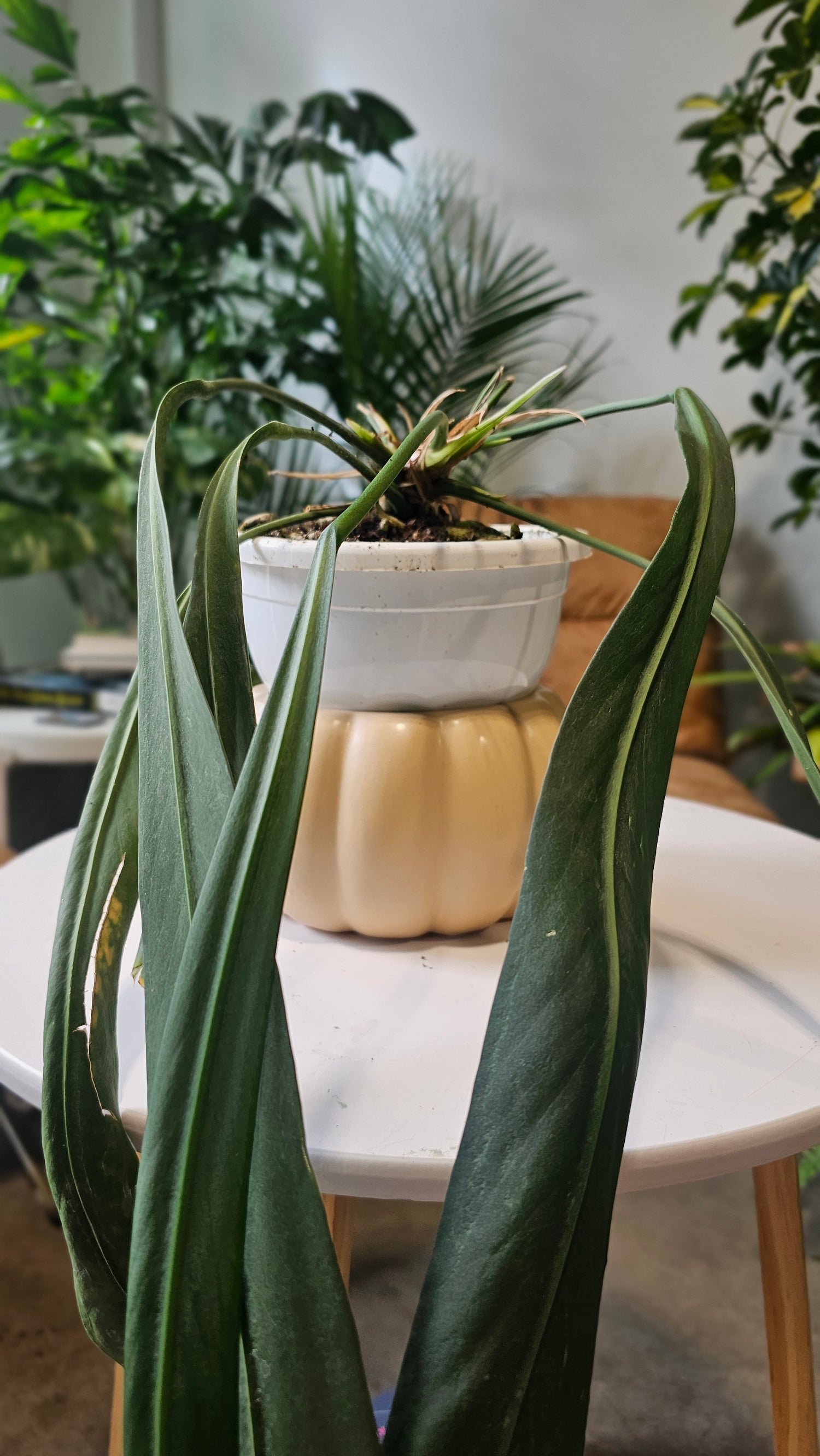 Anthurium Vittarifolium 6&quot;HB