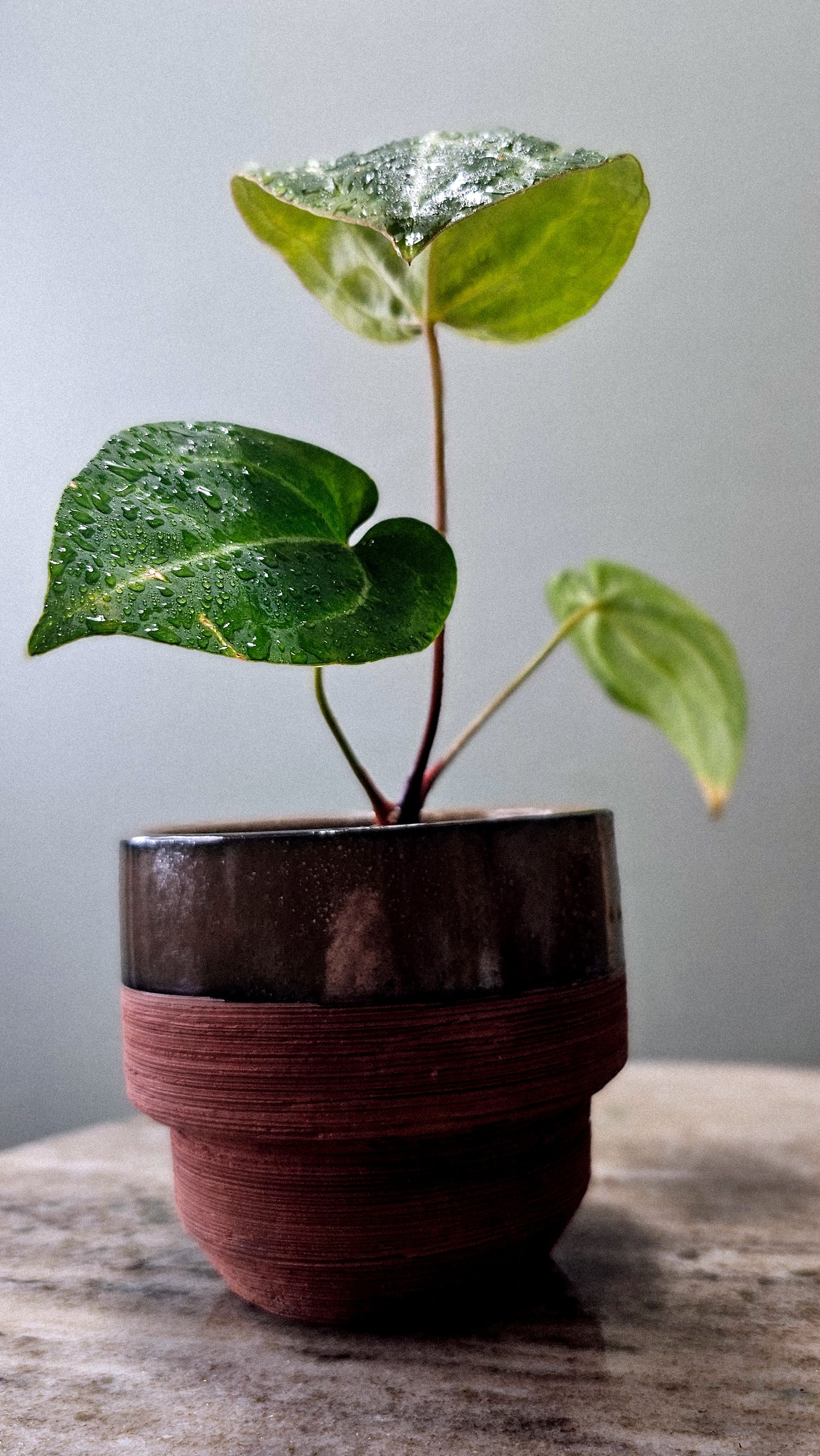 Anthurium Black Velvet