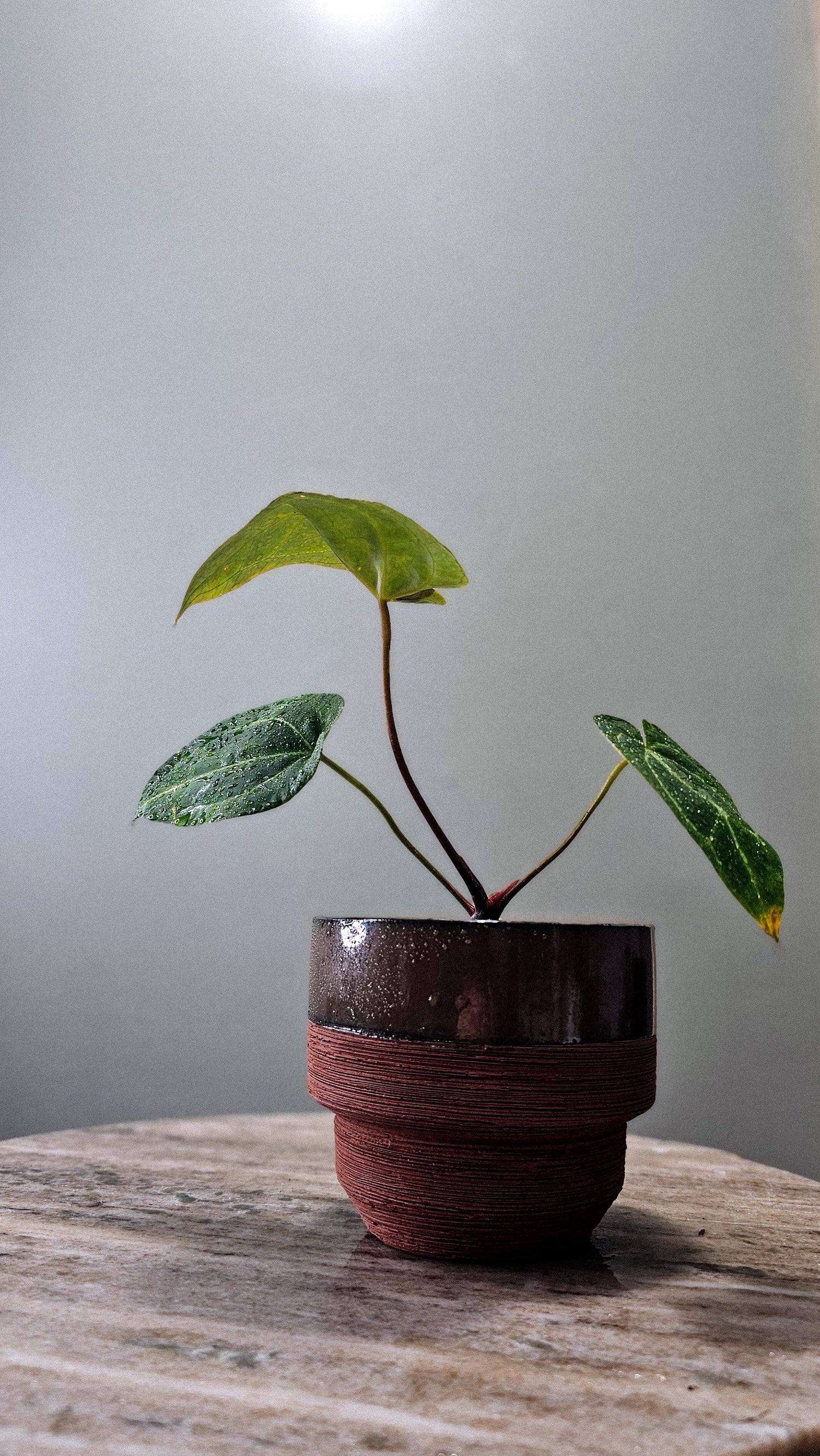 Anthurium Black Velvet