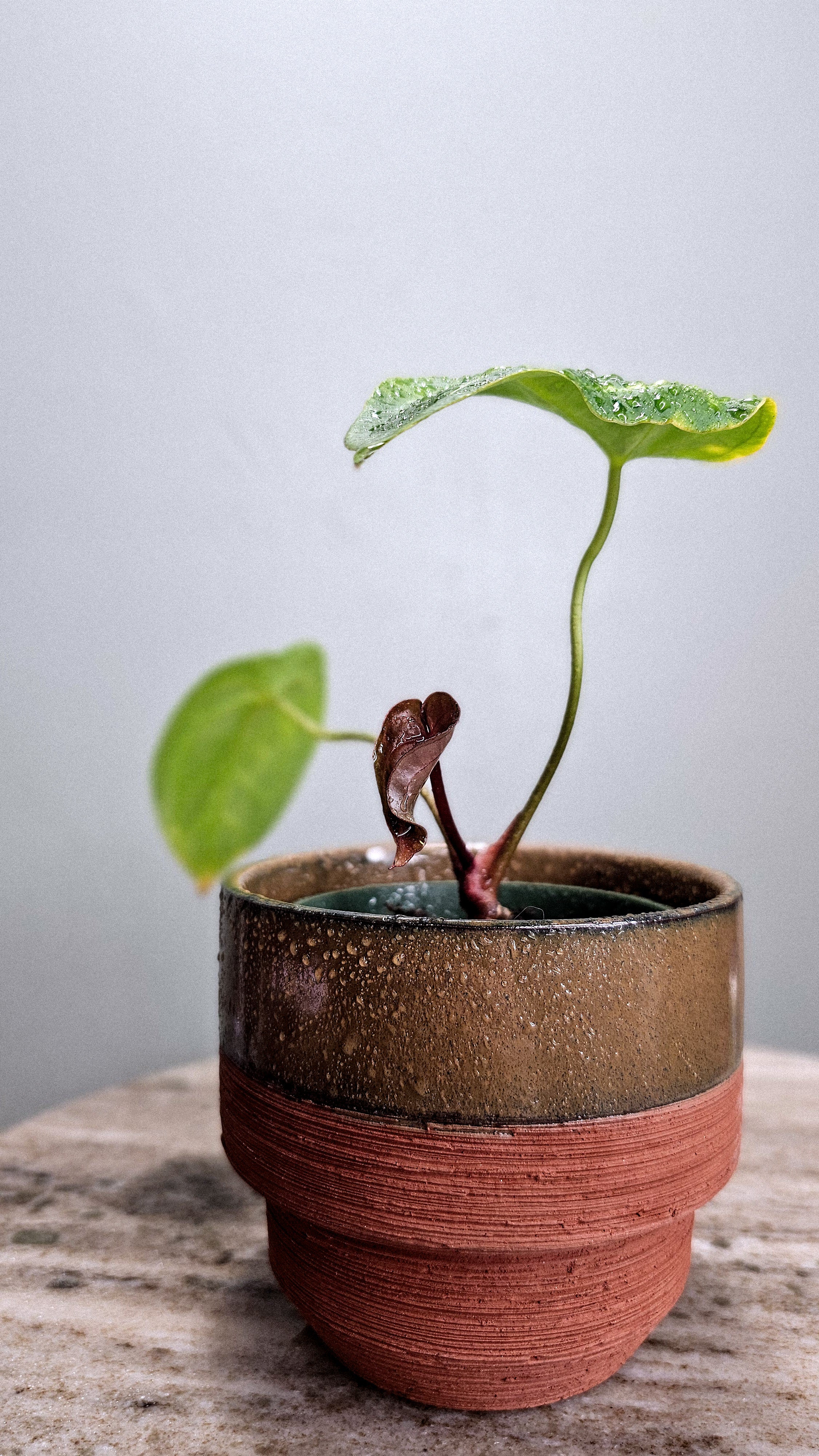 Anthurium Black Velvet