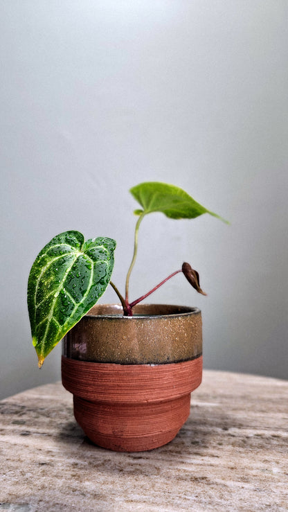 Anthurium Black Velvet
