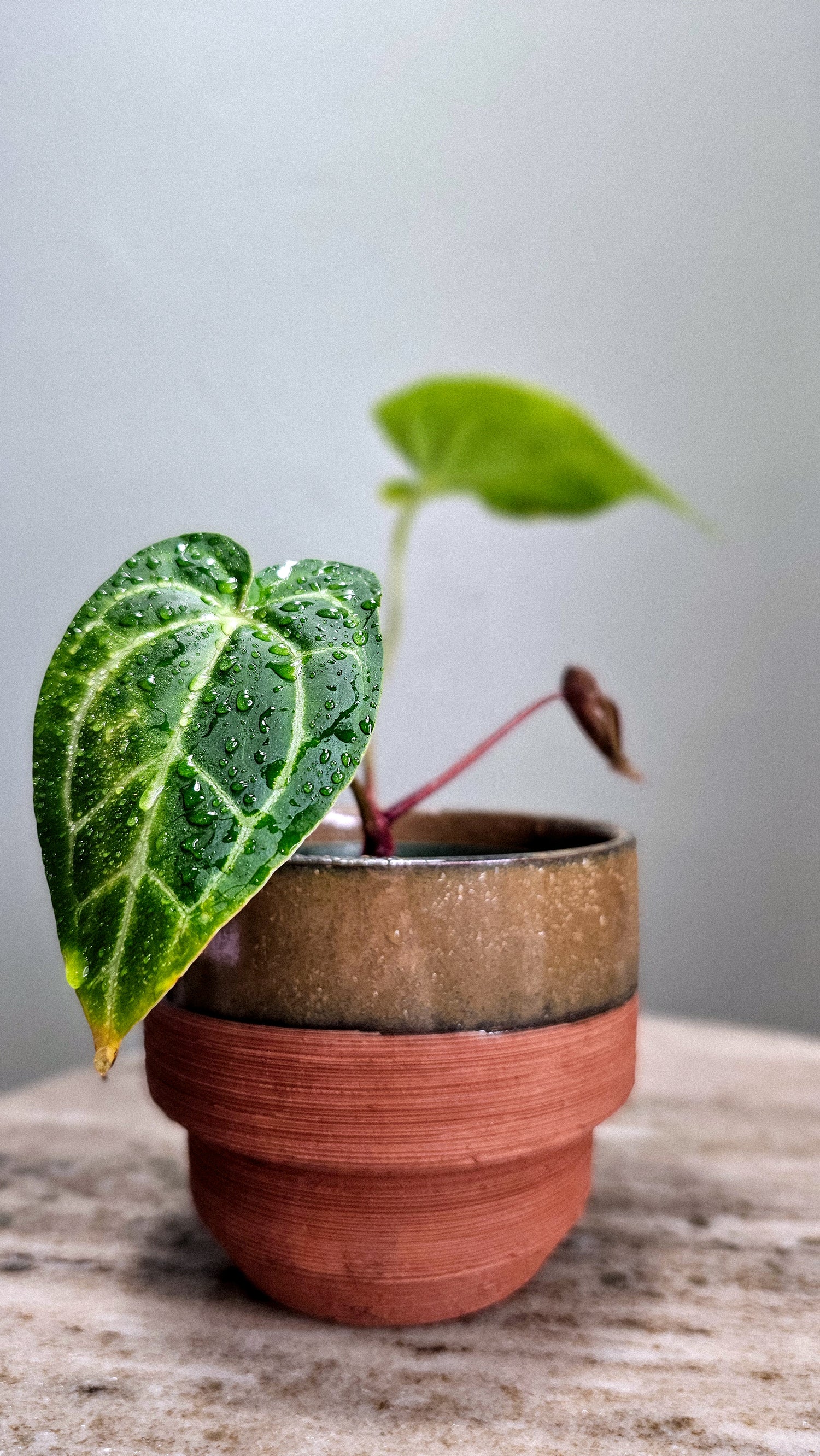 Anthurium Black Velvet