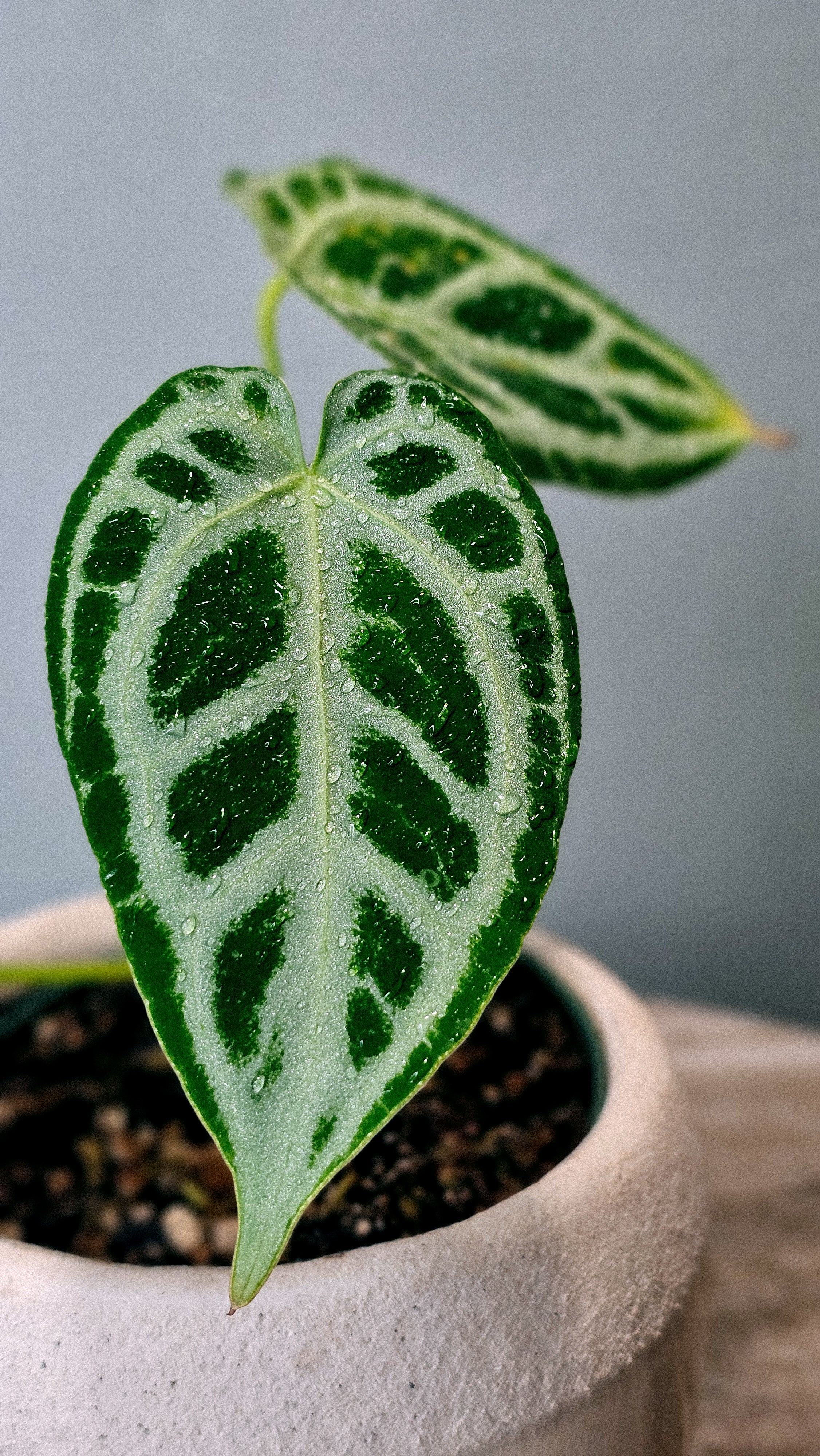 Anthurium Crystal Hope (WA48)