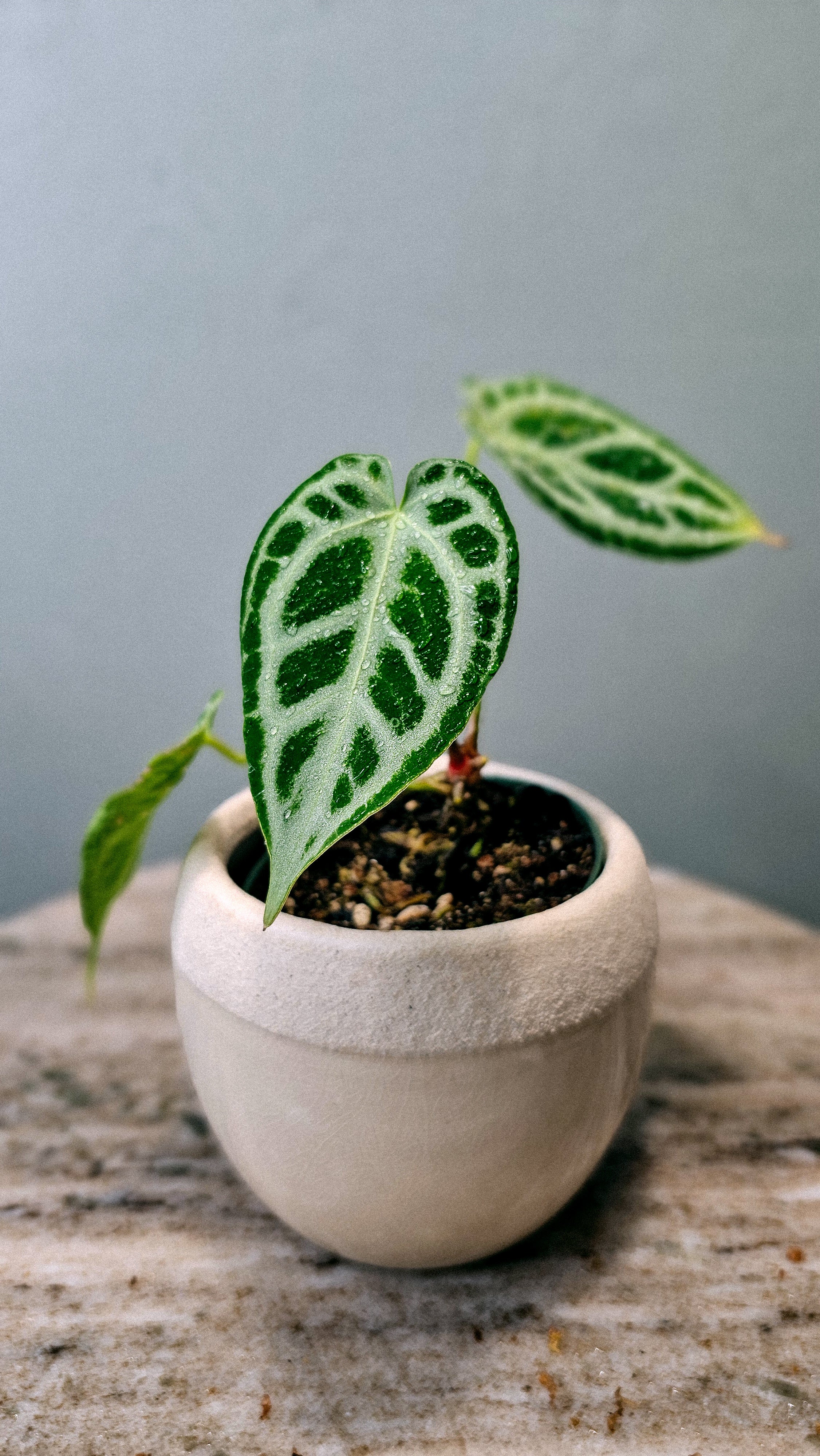 Anthurium Crystal Hope (WA48)