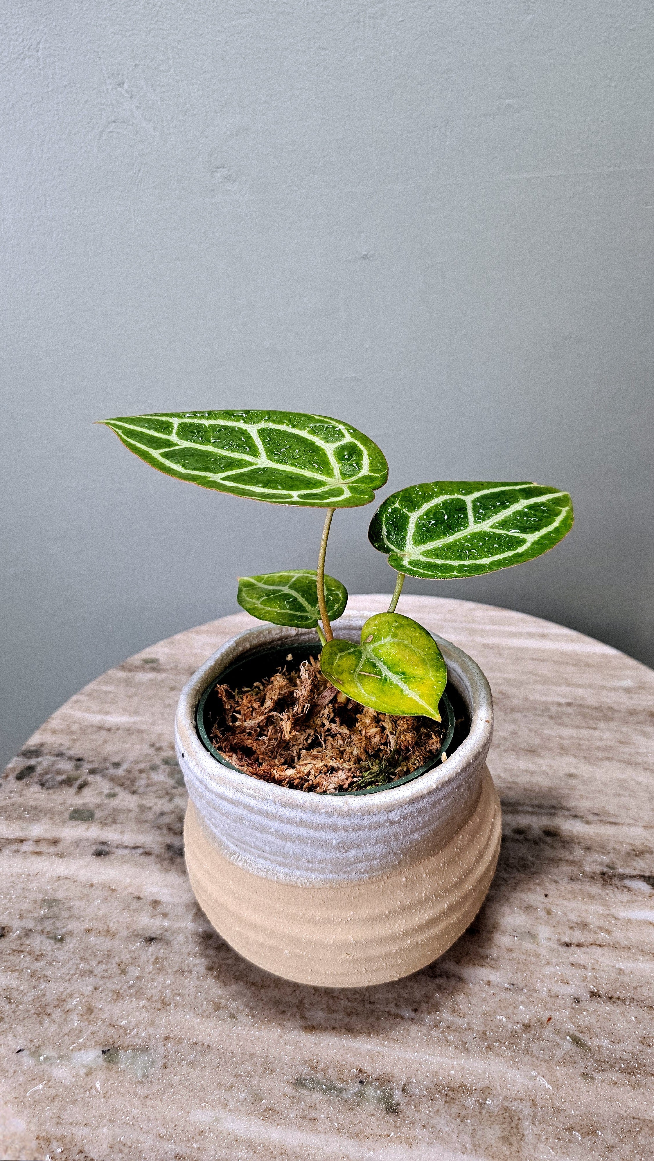 Anthurium Crystallinum Super Silver small