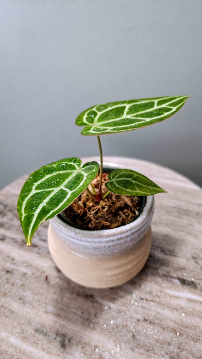 Anthurium Crystallinum Super Silver small