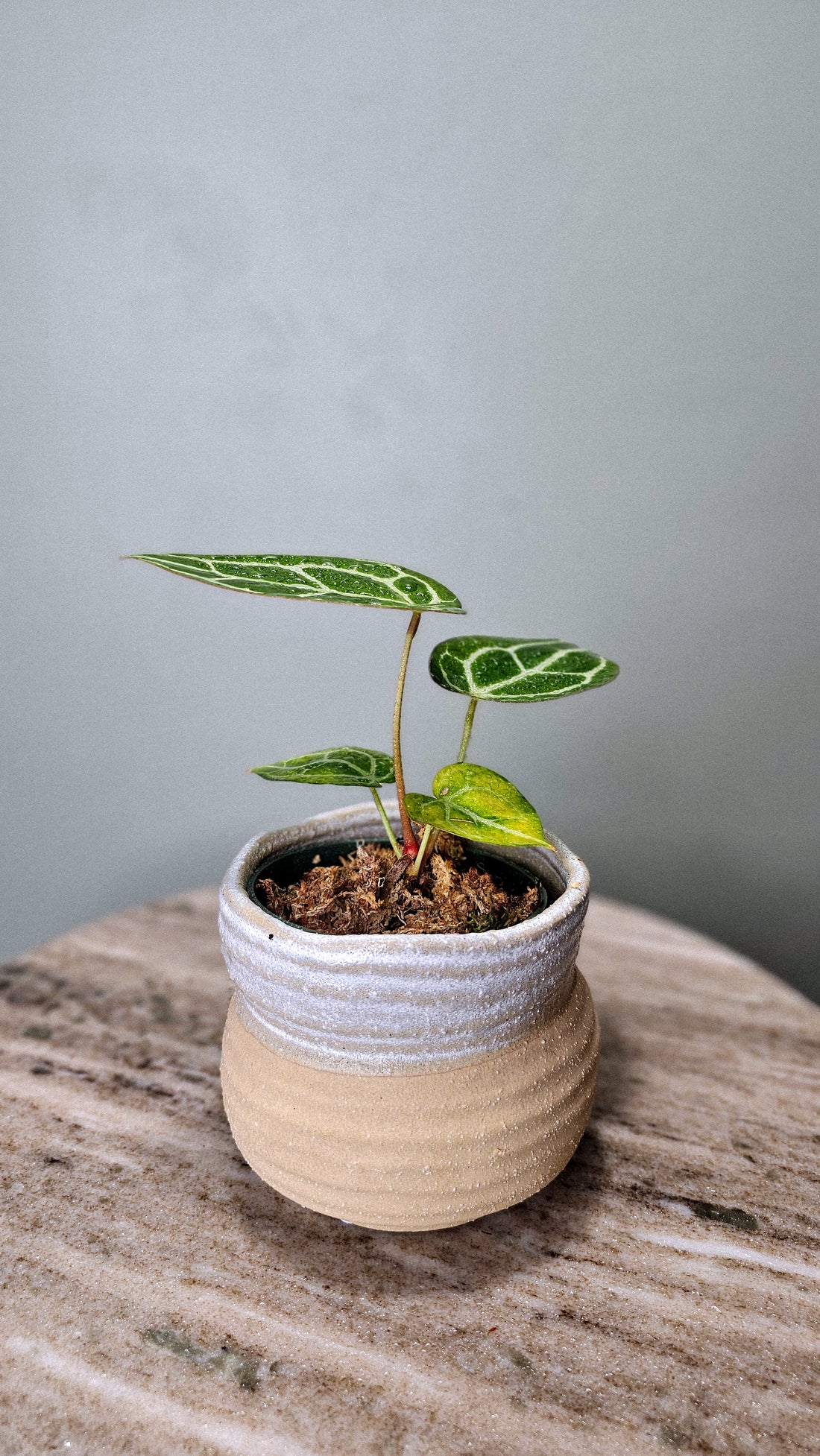 Anthurium Crystallinum Super Silver small