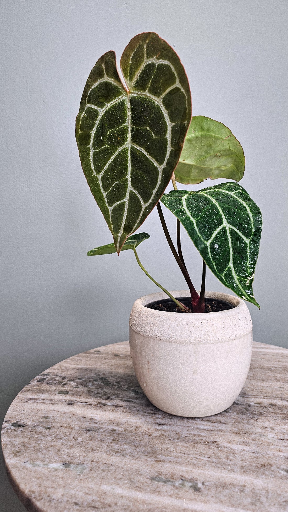 Anthurium Crystallinum big