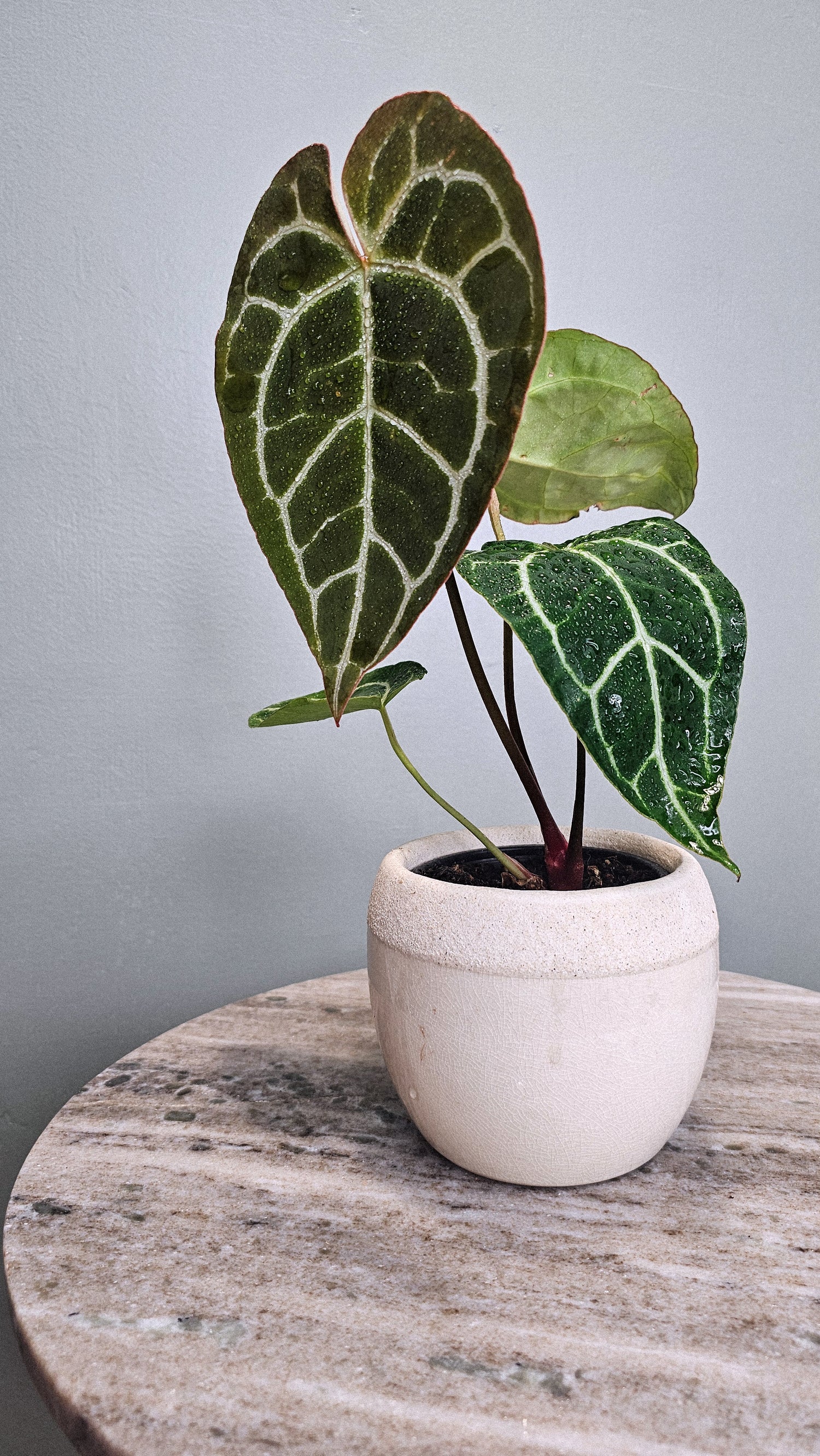 Anthurium Crystallinum big