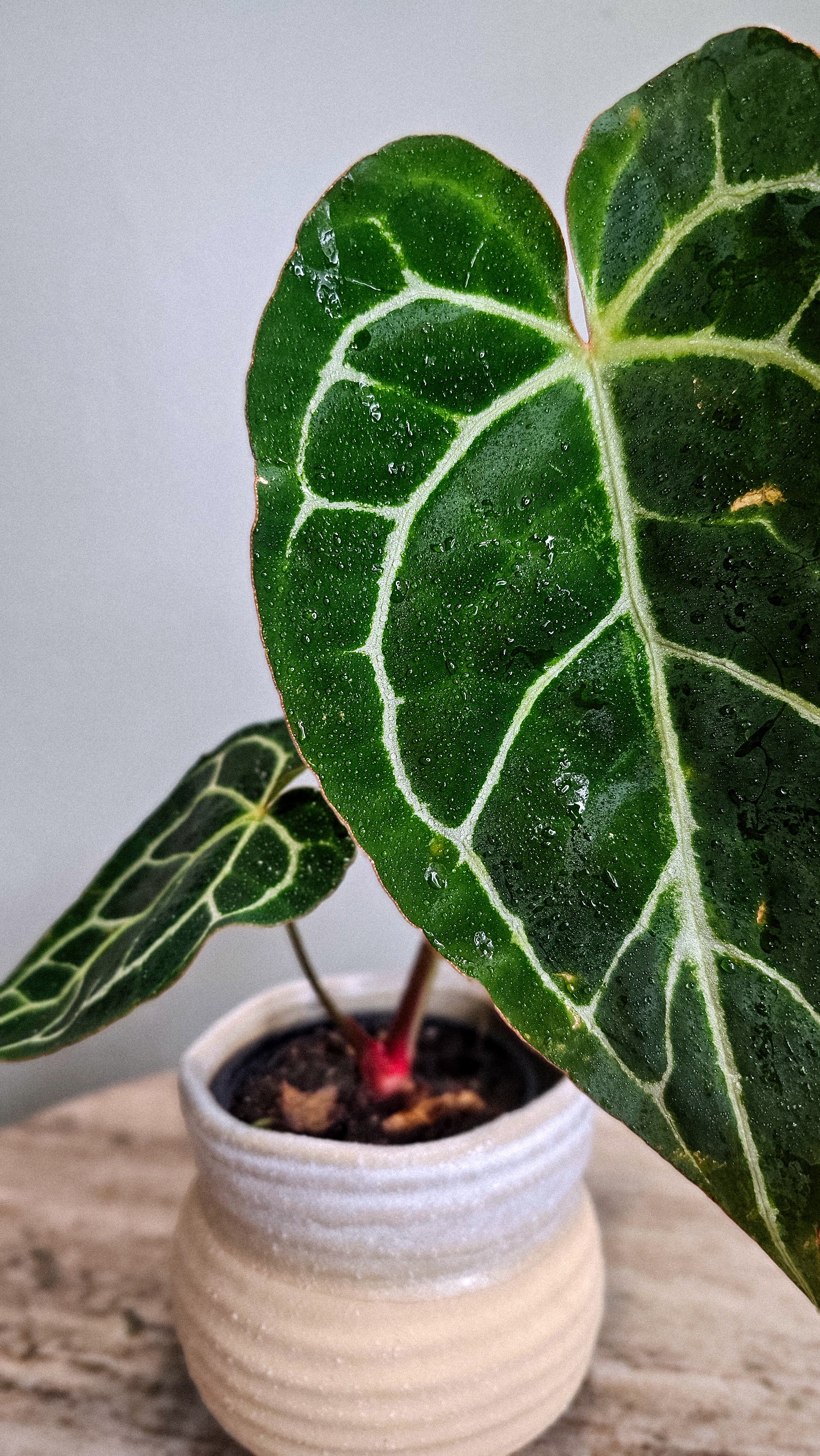 Anthurium Crystallinum big
