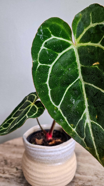 Anthurium Crystallinum big