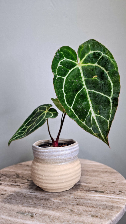 Anthurium Crystallinum big