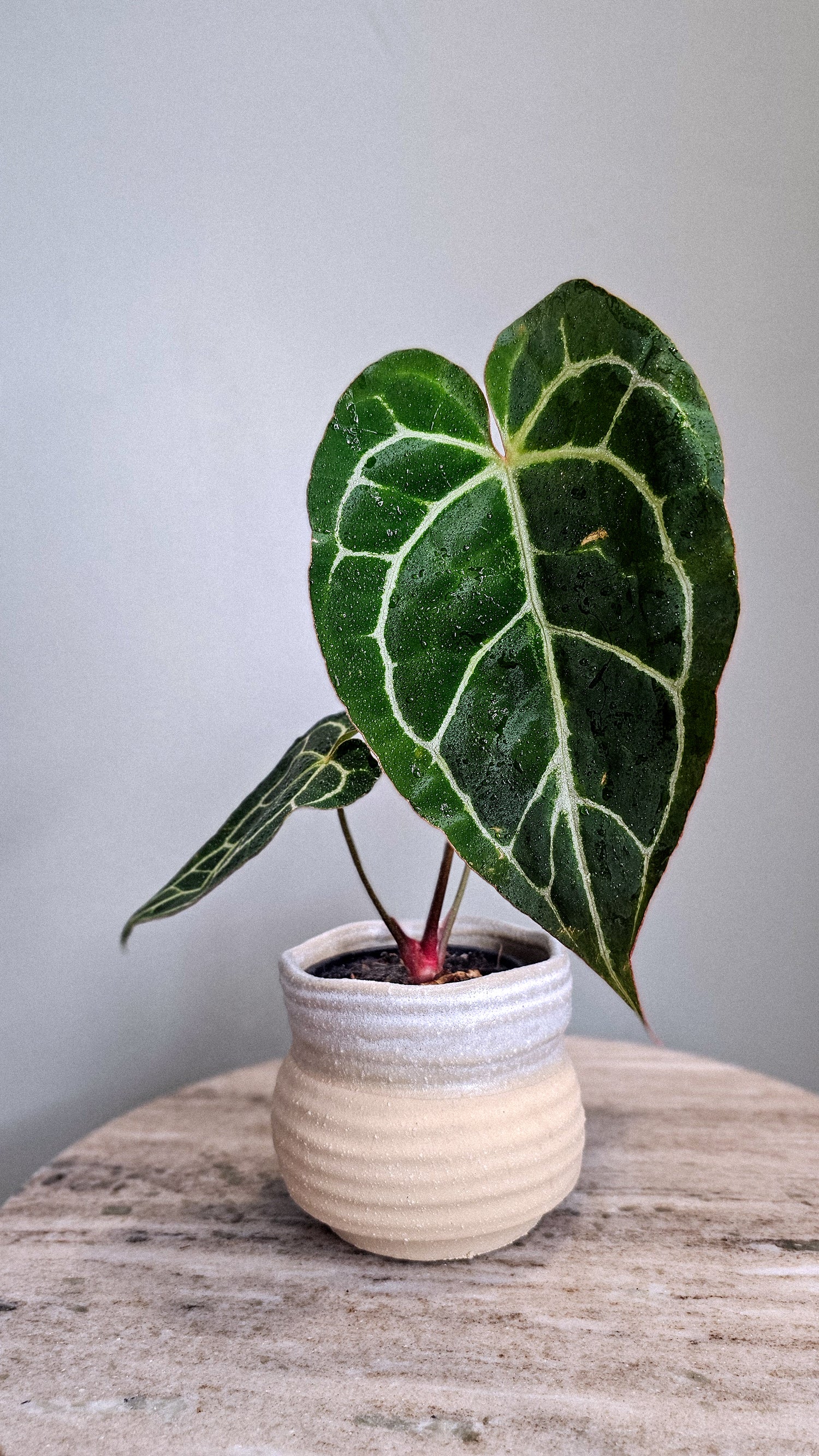 Anthurium Crystallinum big