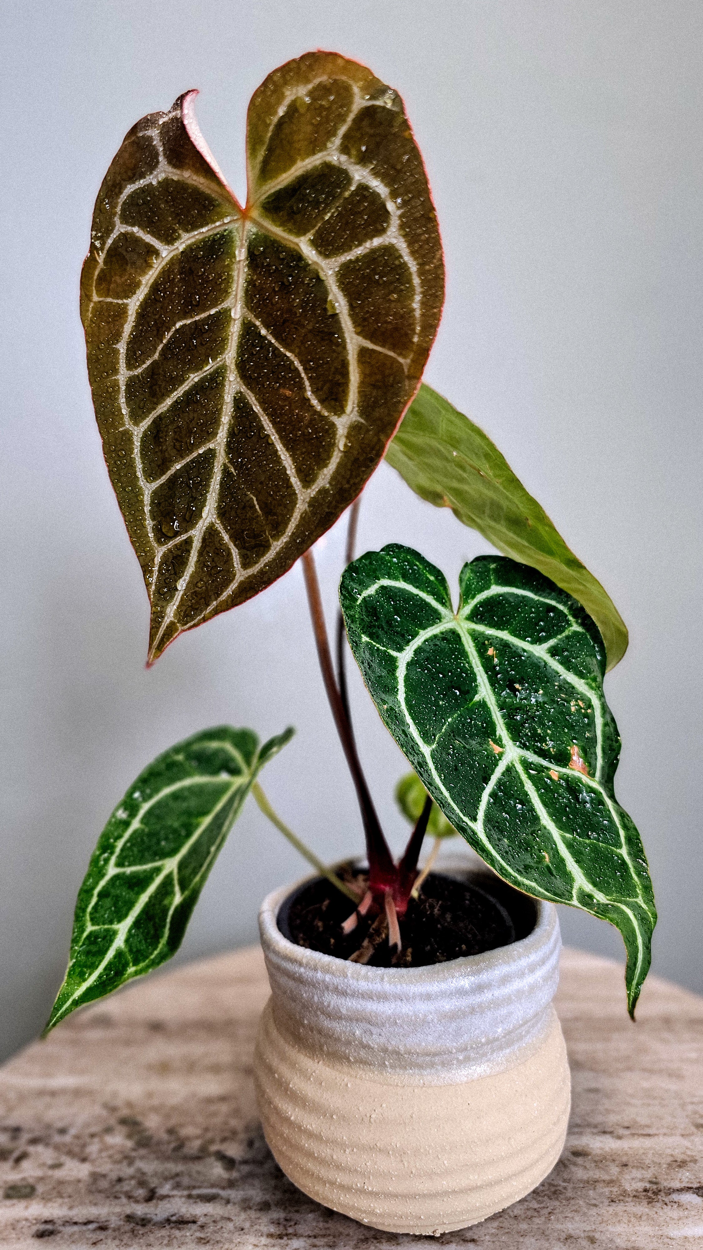 Anthurium Crystallinum big