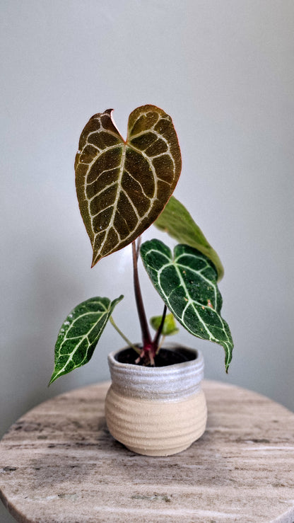 Anthurium Crystallinum big