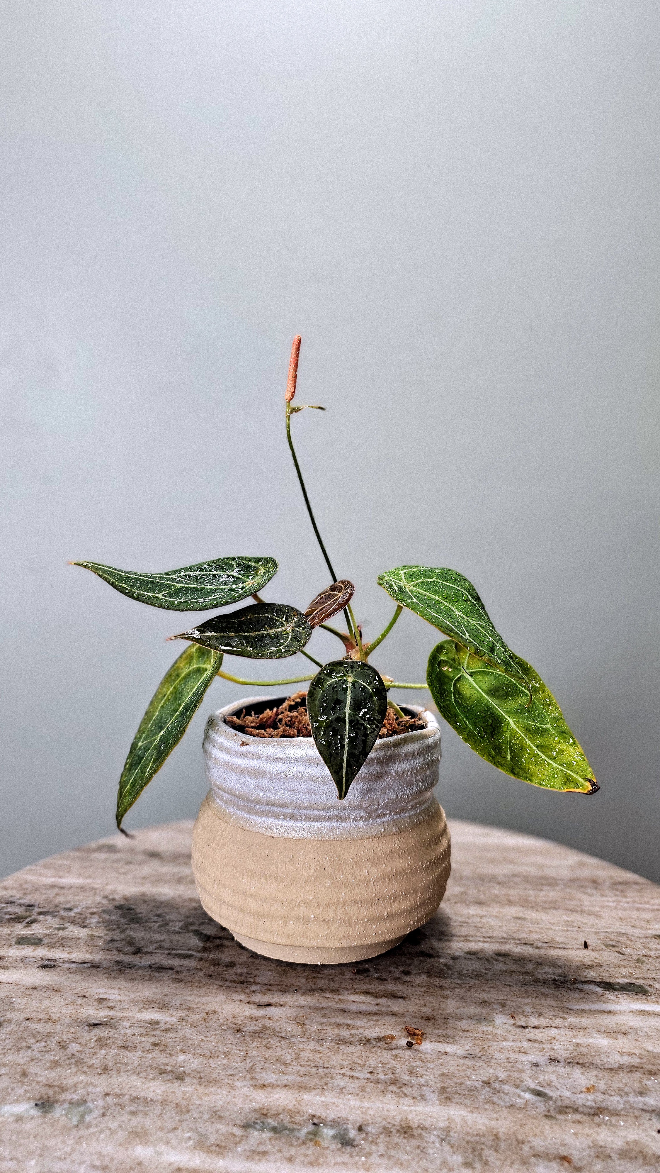 Anthurium Forgetii