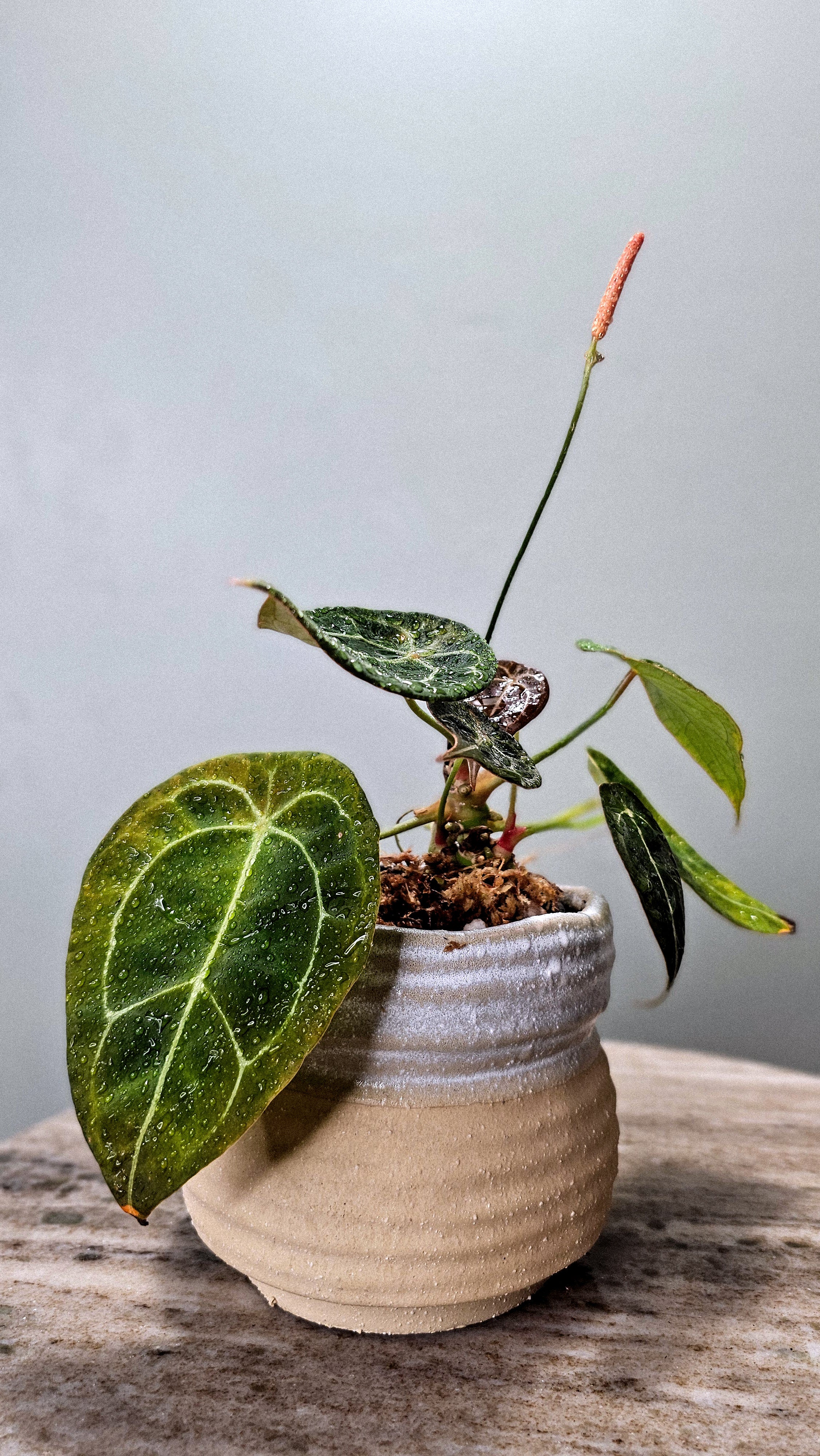Anthurium Forgetii – Wilderly