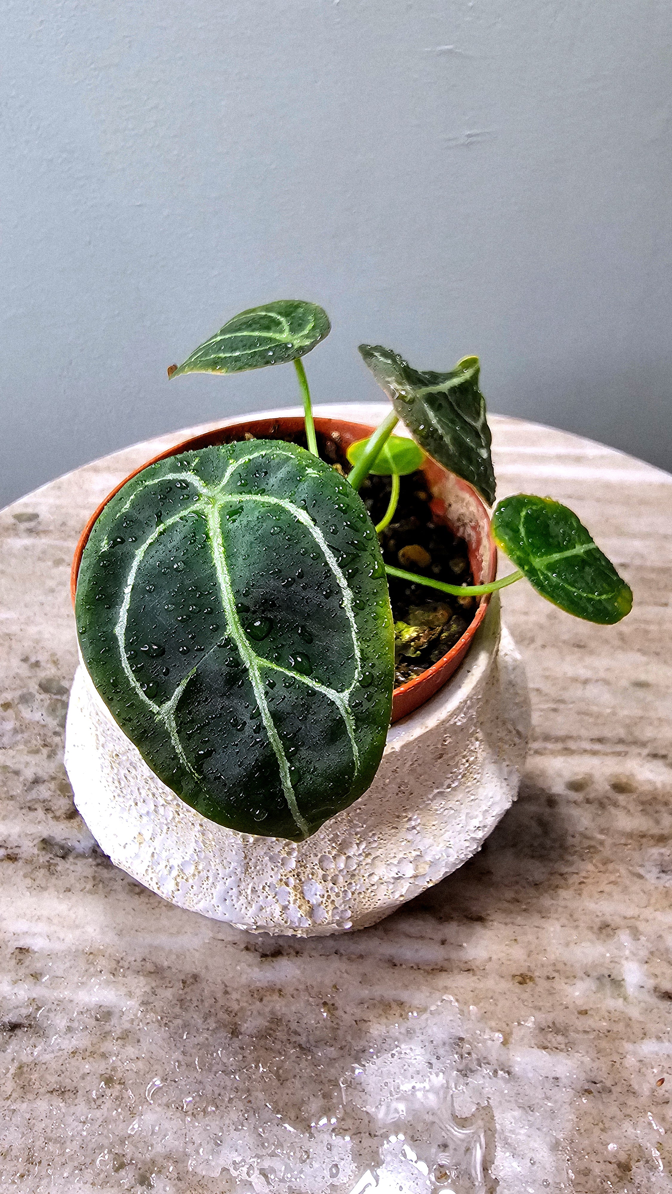 Anthurium Forgetii – Wilderly