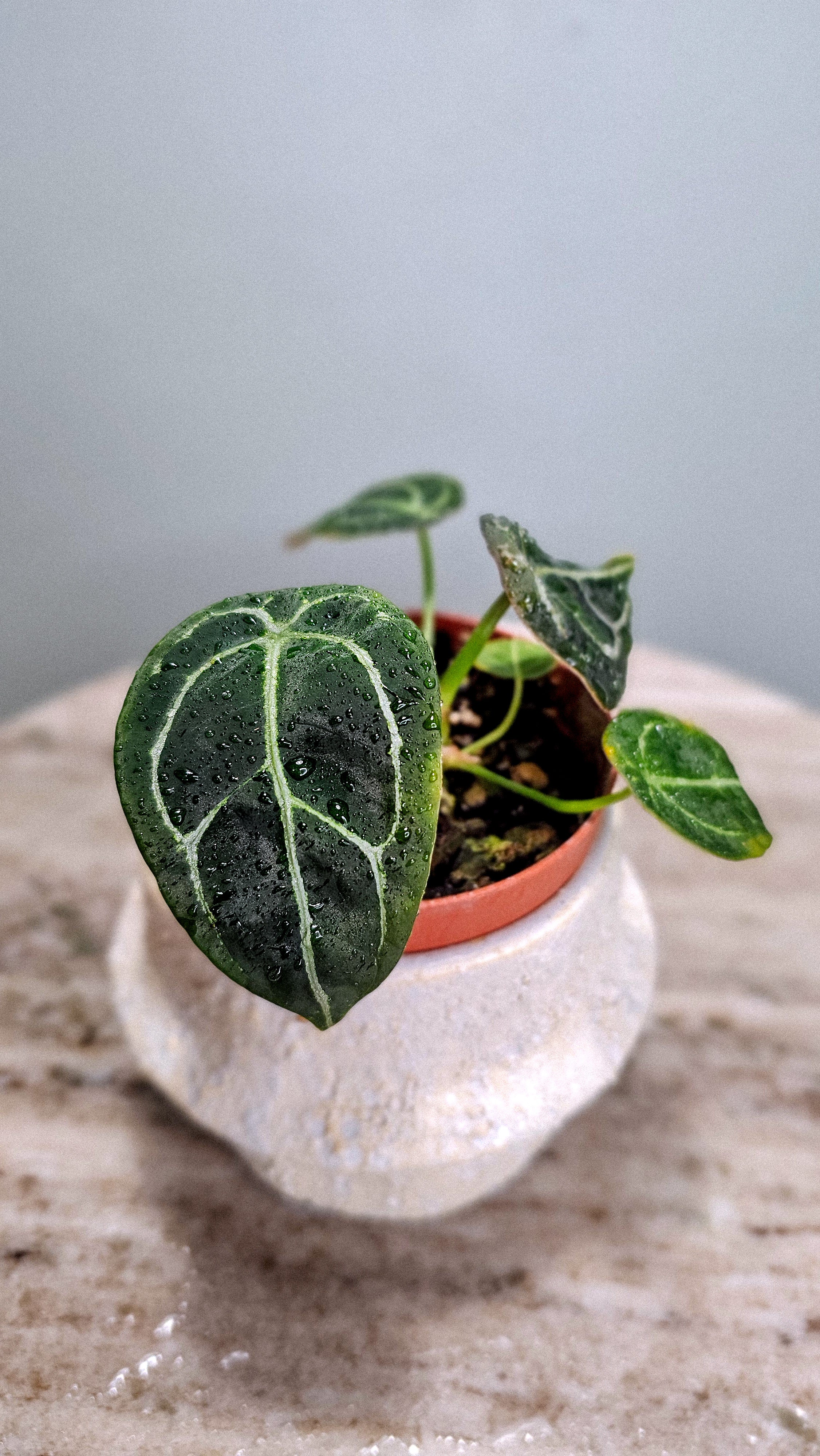 Anthurium Forgetii – Wilderly