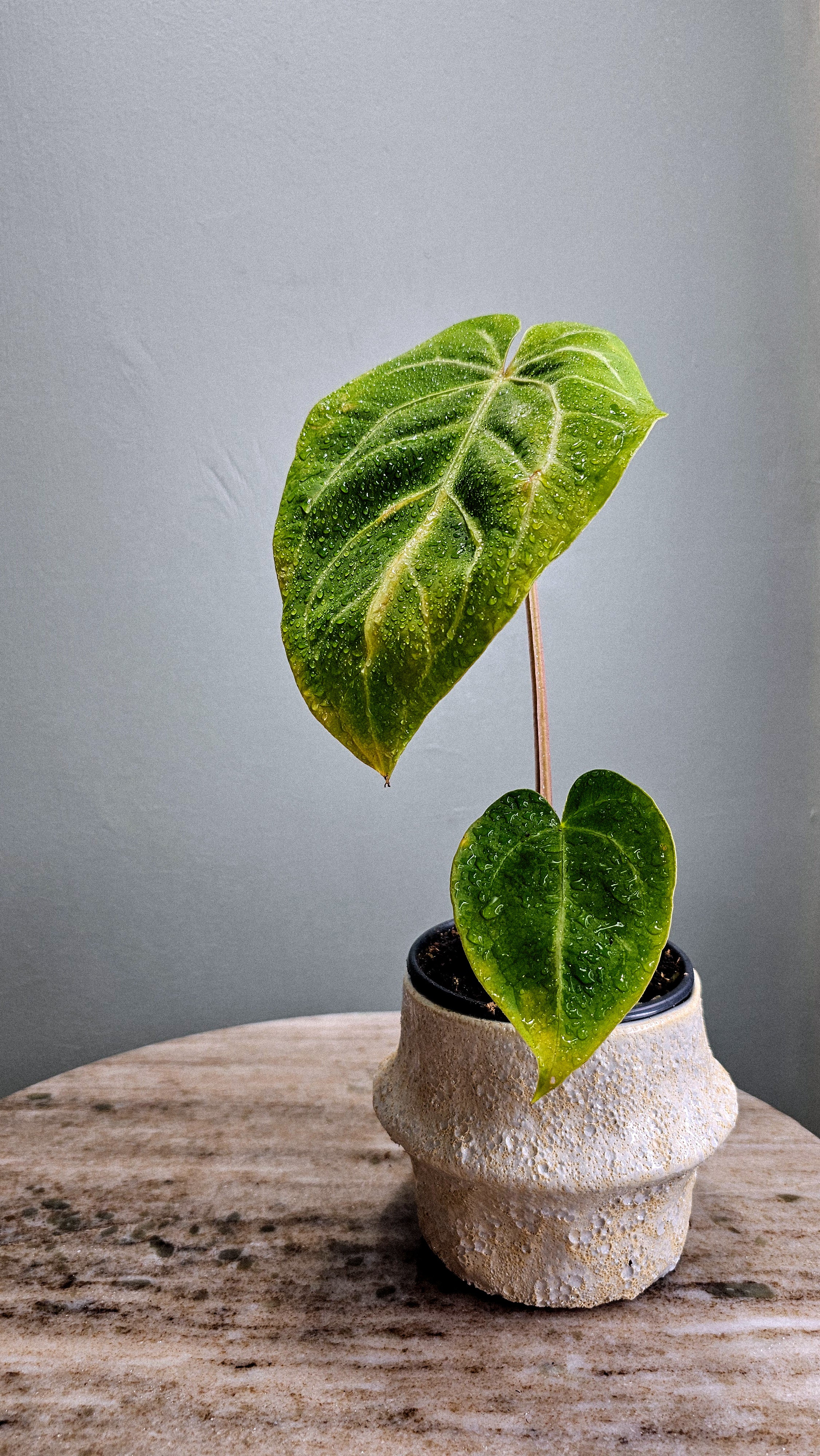 Anthurium Magnificum – Wilderly