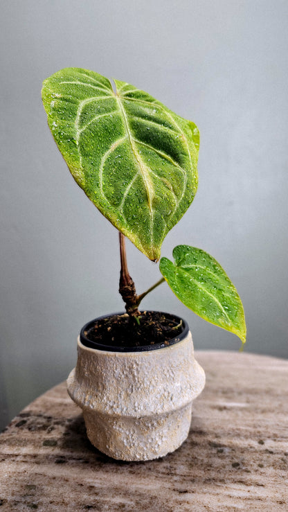 Anthurium Magnificum