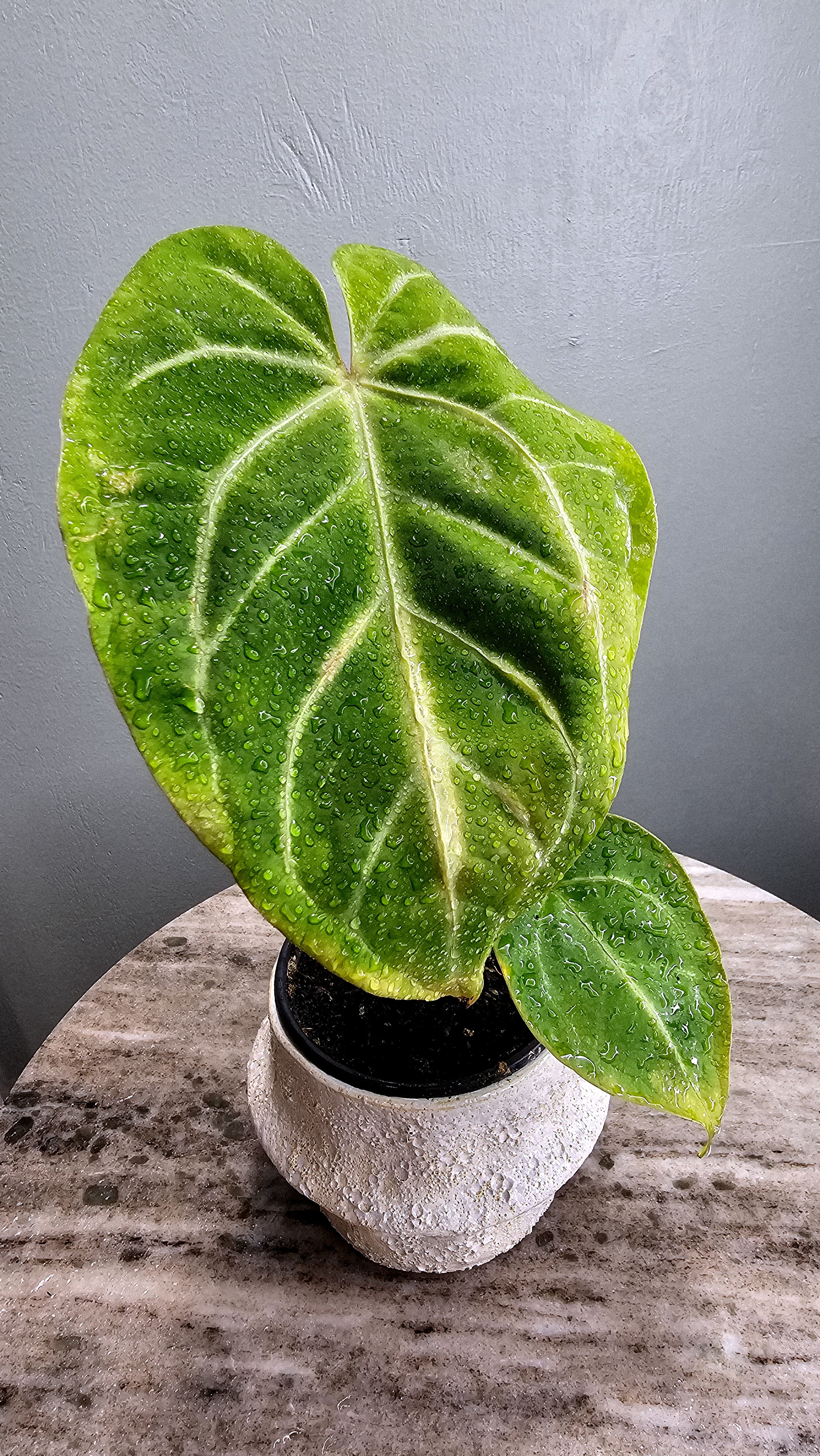 確認用　Anthurium AOS x Thai Magnificum Anthurium Magnificum – Wilderly