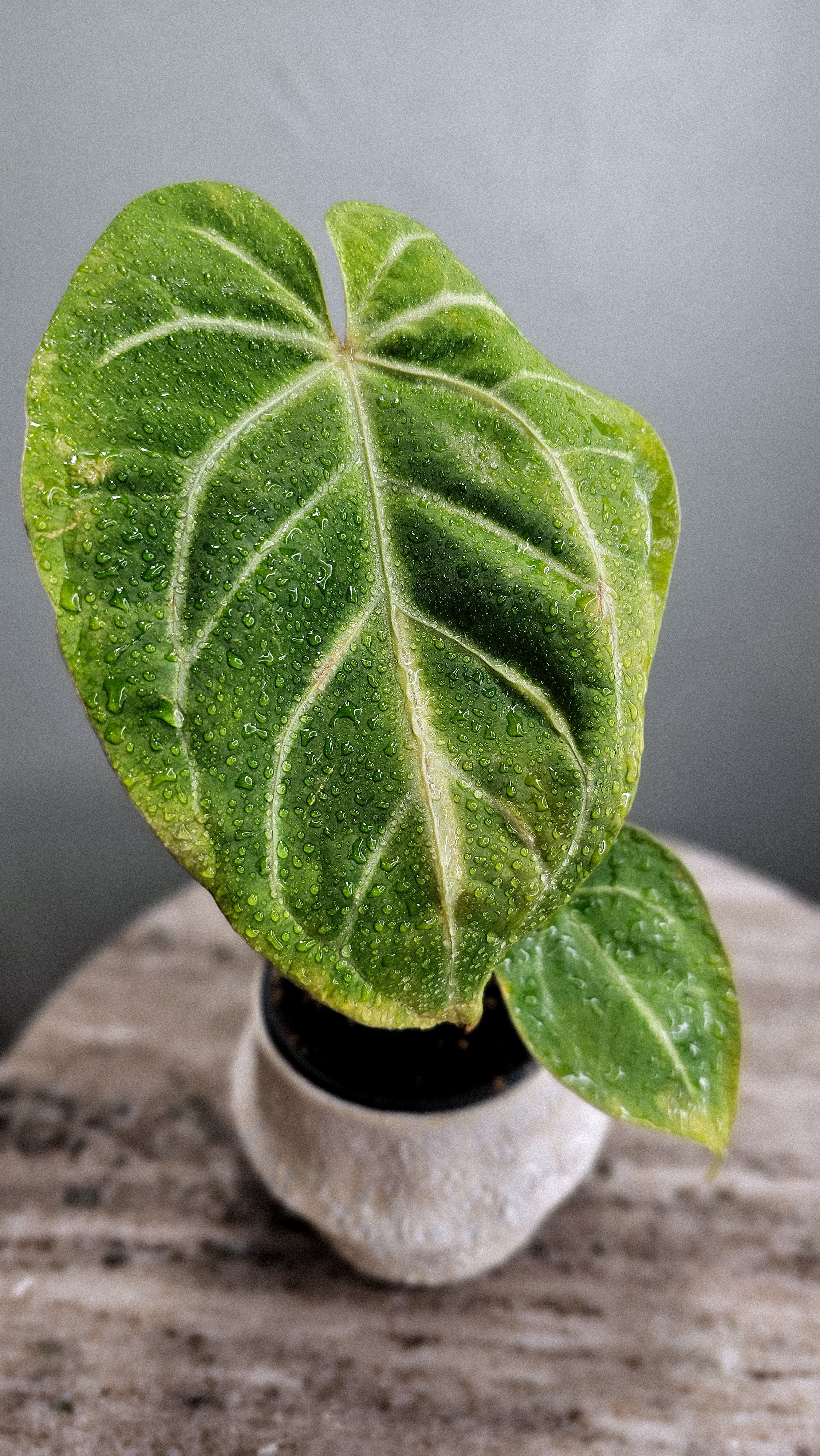その他観葉植物 Anthurium Papi x Magnificum Anthurium Magnificum – Wilderly