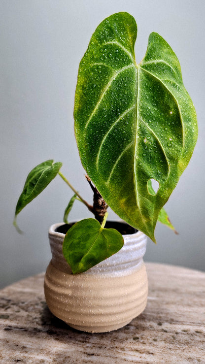 Anthurium Magnificum