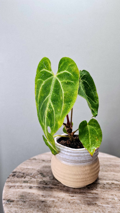 Anthurium Magnificum
