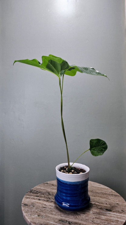 Anthurium Pedatum