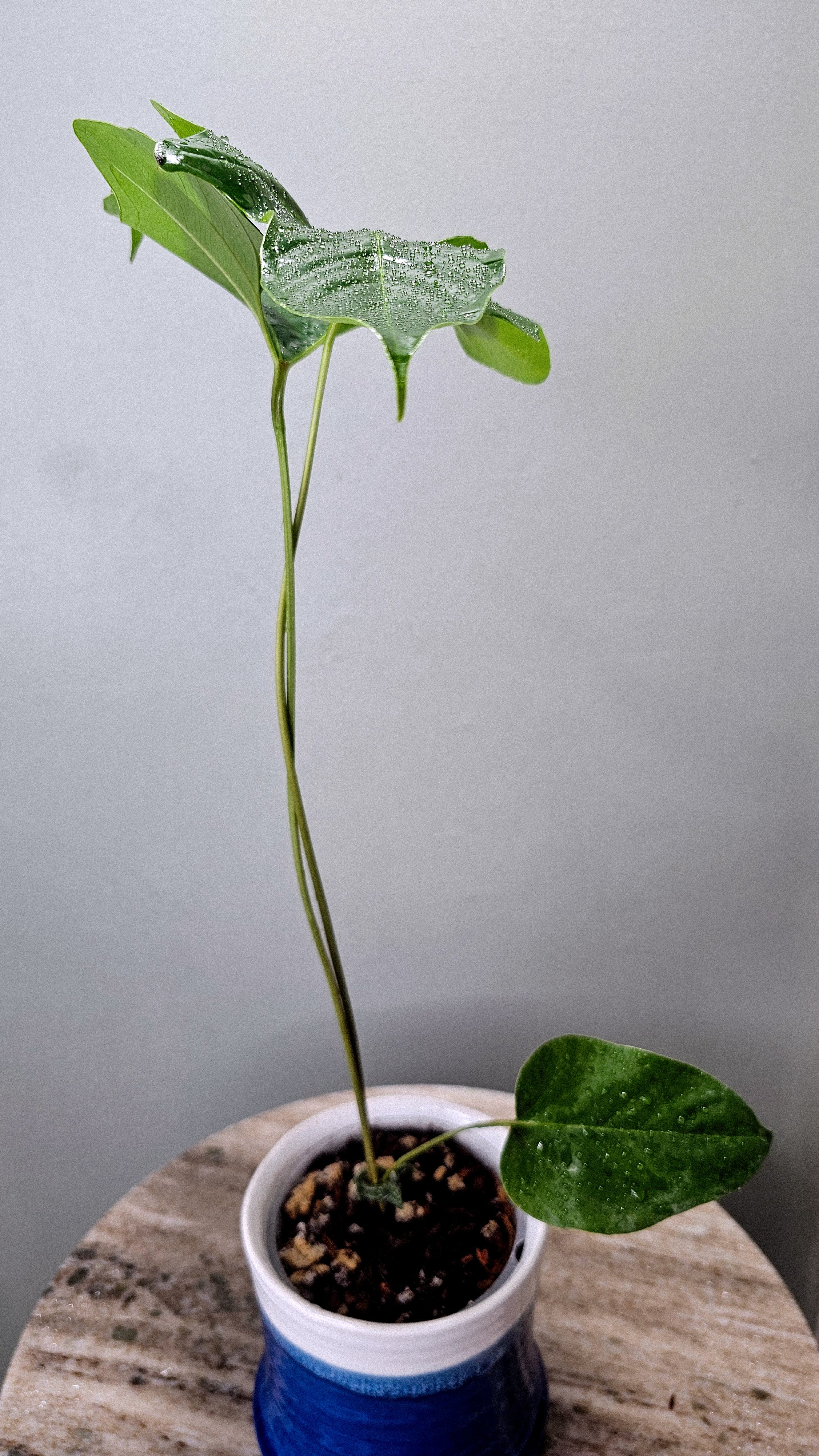 Anthurium Pedatum