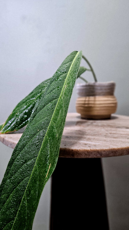 Anthurium pendulifolium