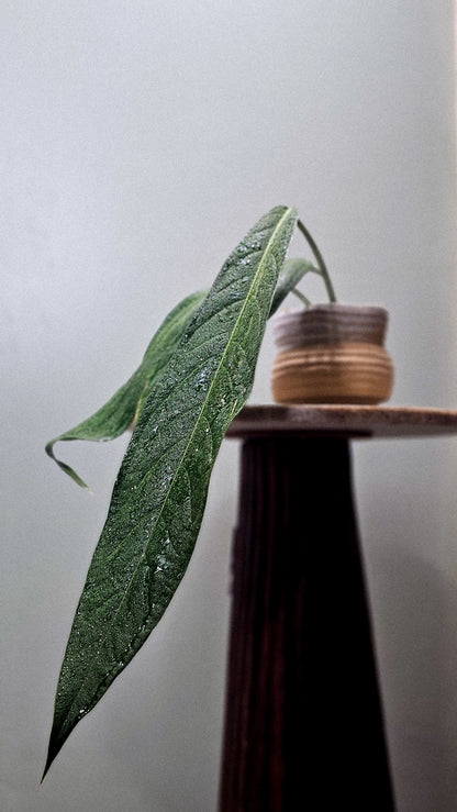 Anthurium pendulifolium