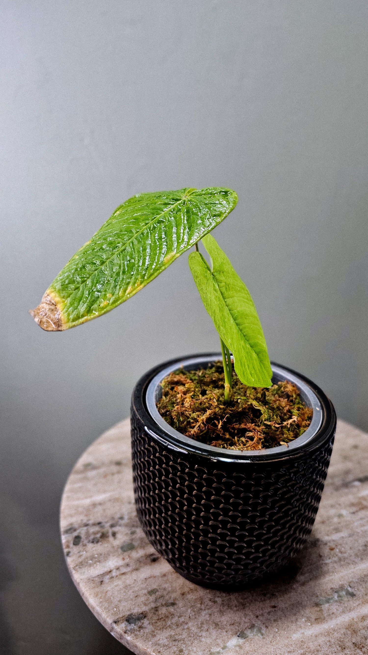 Anthurium pulverulentum