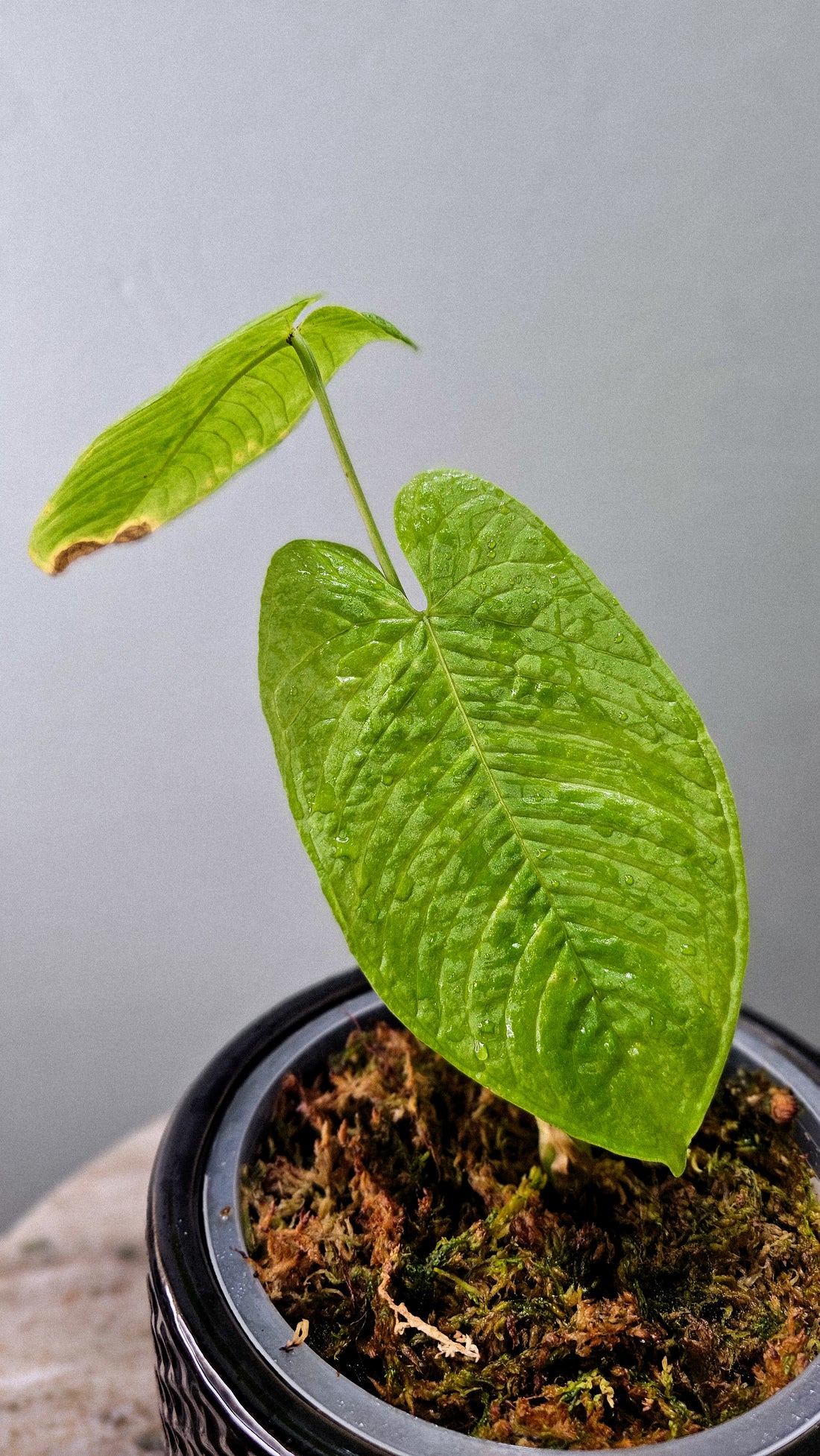 Anthurium pulverulentum